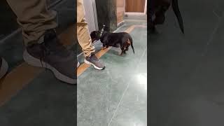 Miniature dachshund dog shorts cutedog pets [upl. by Sarena791]