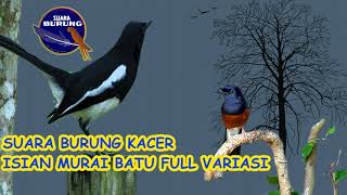 SUARA BURUNG KACER ISIAN MURAI BATU  FULL VARIASI GACOR BANGET [upl. by Llenol]