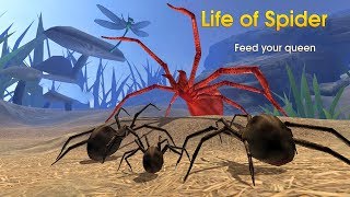 Life of Spider Android Gameplay HD 1 [upl. by Lecram]