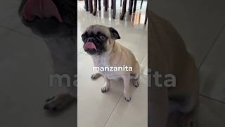 Yo quiero manzanita 🥺🍎 itspugbertha pugs perros dogs mascotas [upl. by Jodoin818]