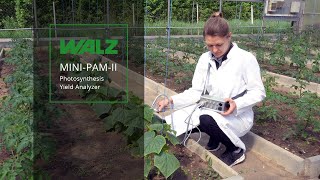 WALZ Different features of the MINIPAMII  Photosynthesis Yield Analyzer [upl. by Ekihc]