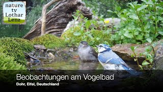 Beobachtungen am Vogelbad Dohr Eifel Deutschalnd [upl. by Illil]