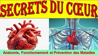 Lanatomie du Coeur Tout comprendre sur le fonctionnement du Coeur [upl. by Paapanen670]