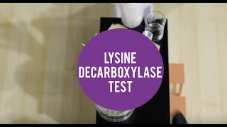 MicroLab  Lysine Decarboxylase Test [upl. by Gausman]