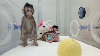 Zhong Zhong amp Hua Hua  the first cloned macaque monkeys [upl. by Ardnalak]