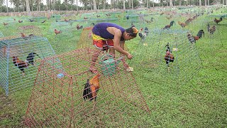 Genius Farming Techniques to Breed Thousand of Elite Roosters [upl. by Kiona]