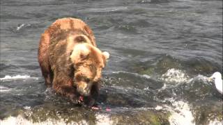 Grizzly Bear Catches Fish in MidAir [upl. by Ecirtaemed]