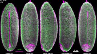 IsoView Twocolor imaging of Drosophila gastrulation [upl. by Zalea]