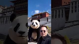 Musk amp Panda Visit Tibet’s Iconic Potala Palace elonmusk tibet lasha china pandachina panda [upl. by Platus798]