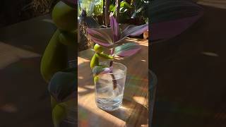 Tradescantia Nanouk 🌸 plants plantlady plantlover houseplants garden tradescantia tips diy [upl. by Mannes123]