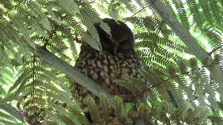 Morepork mama and baby [upl. by Artapoelc]