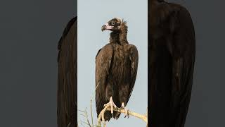 Cinereous Vulture Aegypius monachus  Observed in Description [upl. by Kylah]