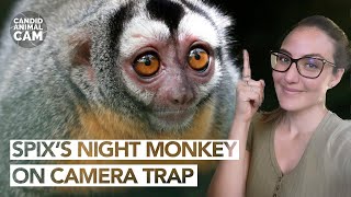 Did you know that Spixs night monkey only weighs 1 kg  Candid Animal Cam [upl. by Nidnarb]