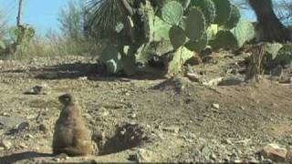 Desert Museum in Arizona Exhibits Native Plants and Animals [upl. by Deming386]