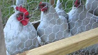 Lavender Orpingtons Chickens [upl. by Relly]