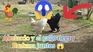 🐓Junté a mis gallos gigantes y ésto pasó 😱 ya bautizamos al gallo negro 🤩 cuál está más grande [upl. by Vitoria]