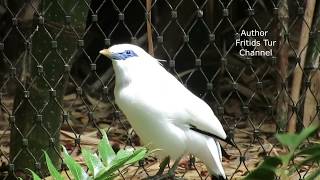 The Bali myna Leucopsar rothschildi Bird song [upl. by Aknahs]