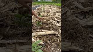 Plant gourds to harvest the buds easily [upl. by Couhp505]