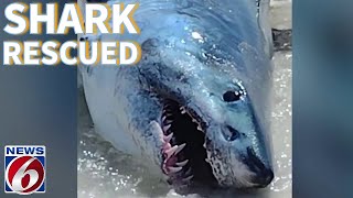 ‘Look at them freaking teeth’ Beachgoers rescue large shark on Florida beach [upl. by Lobell]