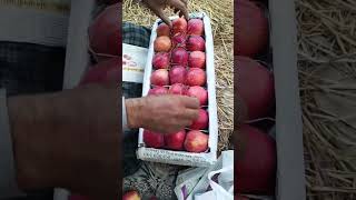 Apple Garden in Kashmirreels Appleapplegardenkashmirvalley [upl. by Etsirhc]