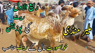 Malir Mandi Karachi Cattle Rates Update  26 September 2023  Cow Mandi 2024 [upl. by Eimmit]