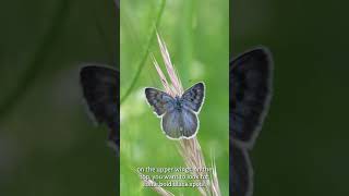 Large blue butterflies part four How to ID them [upl. by Smiley]