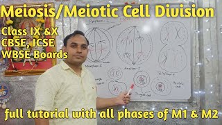 CellDivisionMeiosisMeioticReductionalcelldivision [upl. by Ahsimrac]