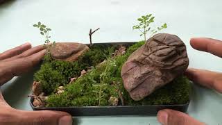 Mini Moss Garden [upl. by Adrienne]