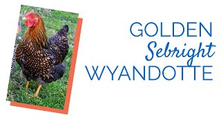 Golden Laced Wyandotte Chicks  Chickens For Backyards [upl. by Aniv822]