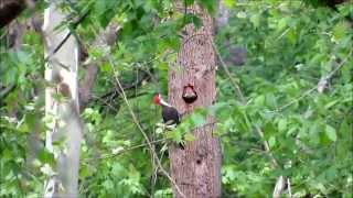 Nesting Pileated Woodpeckers [upl. by Nahij]