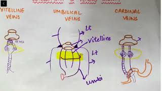 Embryology of Vitelline veins Portal vein development   Med Bees [upl. by Aggri]