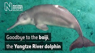 Goodbye to the baiji the Yangtze River dolphin  Natural History Museum [upl. by Andi]