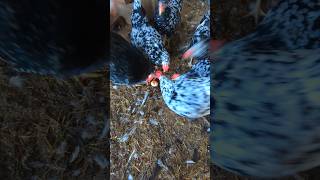 Is My Rooster A Chicken Egg Cannibal rooster [upl. by Relluf]