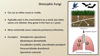 Classification and Structure of Fungi Fungal Infections  Lesson 1 [upl. by Innep]