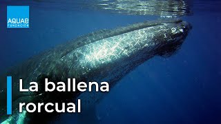 La BALLENA RORCUAL un discreto CETÁCEO que vive en el MEDITERRÁNEO [upl. by Ailemac]