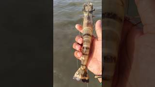 Tiger prawns trending youtubeshorts viralreels aquaculture  fisher manprawns love sea food [upl. by Rima159]