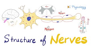 Structure of Neurons  Nerve Physiology Quick Review  Antomy and Physiology [upl. by Innattirb]