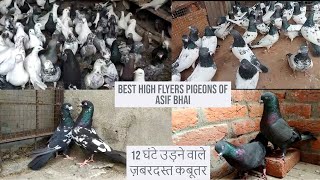 Top 10 Best Indian High Flying Pigeons  KANPUR Sabse Behtreen Breeds Rampuri Saharanpuri Kabootar [upl. by Kelcie]