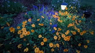 Dividing Perennial Coreopsis 🌼🌼🌼 [upl. by Adolphe]