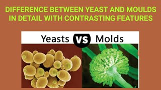 Difference between Yeast and Moulds [upl. by Eceinej]