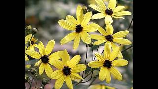 How to StartGrow Tall Coreopsis from Seed Coreopsis Tripteris [upl. by Rumpf616]