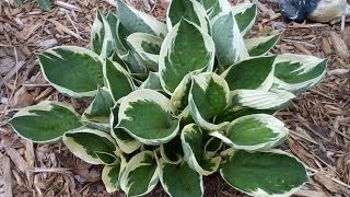 Early Spring is Best Time to Divide Hosta [upl. by Zobkiw814]