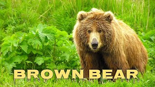 Brown bear sounds grizzly bear roar [upl. by Meave]