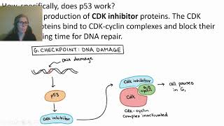 0426 Oncogenes and Tumor Suppressor Genes [upl. by Germaine160]