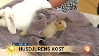 Kostråd till kaniner och marsvin  Nyhetsmorgon TV4 [upl. by Mihalco]