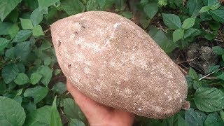 EP17 Mamey sapote otra fruta tropical deliciosa  Explorador de frutas [upl. by Eliath272]