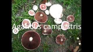 Agaricus campestris [upl. by Ahsiekin]