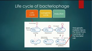 Bacteriophage Life Cycle Animation [upl. by Barbara391]