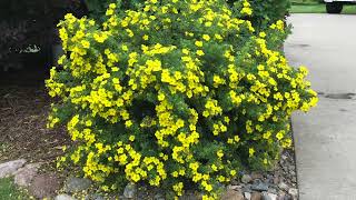 Potentilla Shrub Pruning Spring Maintenance for a Beautiful Landscape [upl. by Enneiluj]