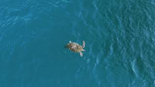 A pair of Loggerhead turtles floating in the sea at Gnaraloo Bay Western Australia [upl. by Ester]